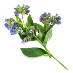 Allantoin